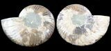 Cut & Polished Ammonite Fossil - Agatized #39494-1